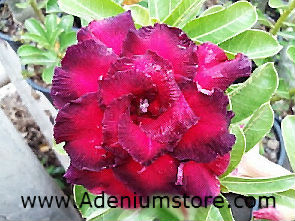 (image for) Adenium Seeds \'King Violet\' (5 Seeds)